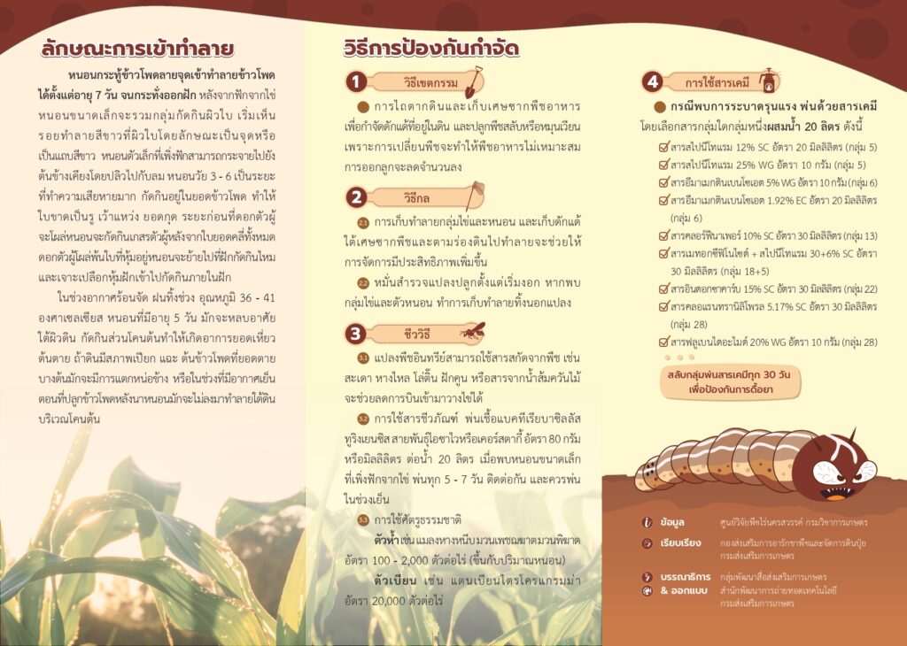 แผ่นพับที่ 10/2568 หนอนกระทู้ข้าวโพดลายจุด