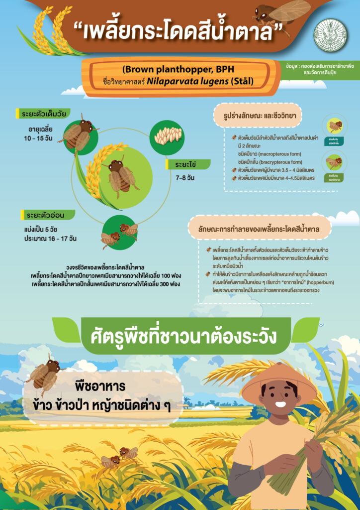 เพลี้ยกระโดดสีน้ำตาล (infographic) เพลี้ยกระโดดสีน้ำตาล (infographic)