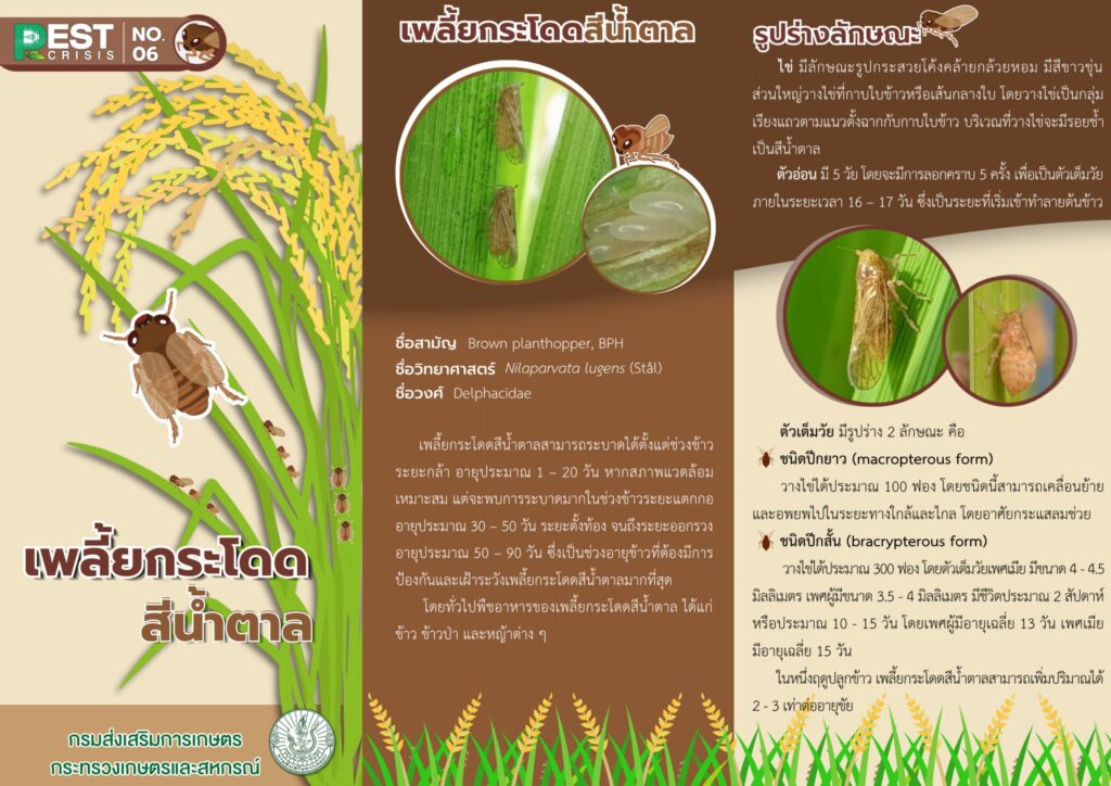 เพลี้ยกระโดดสีน้ำตาล (แผ่นพับ)