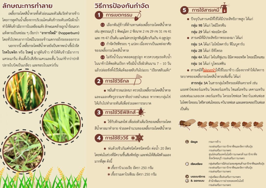 เพลี้ยกระโดดสีน้ำตาล (แผ่นพับ)