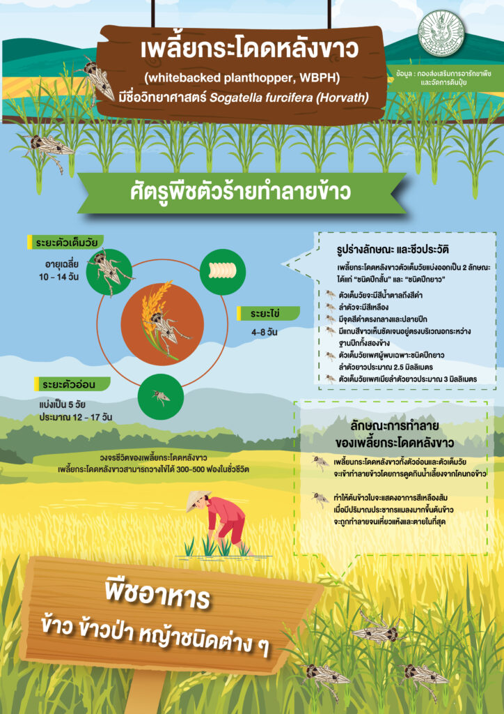 เพลี้ยกระโดดหลังขาว (infographic) เพลี้ยกระโดดหลังขาว (infographic)