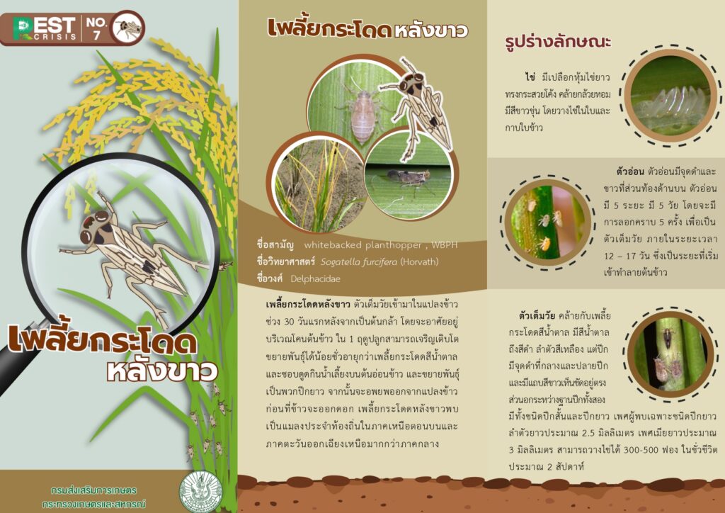 เพลี้ยกระโดดหลังขาว (แผ่นพับ) เพลี้ยกระโดดหลังขาว (แผ่นพับ)