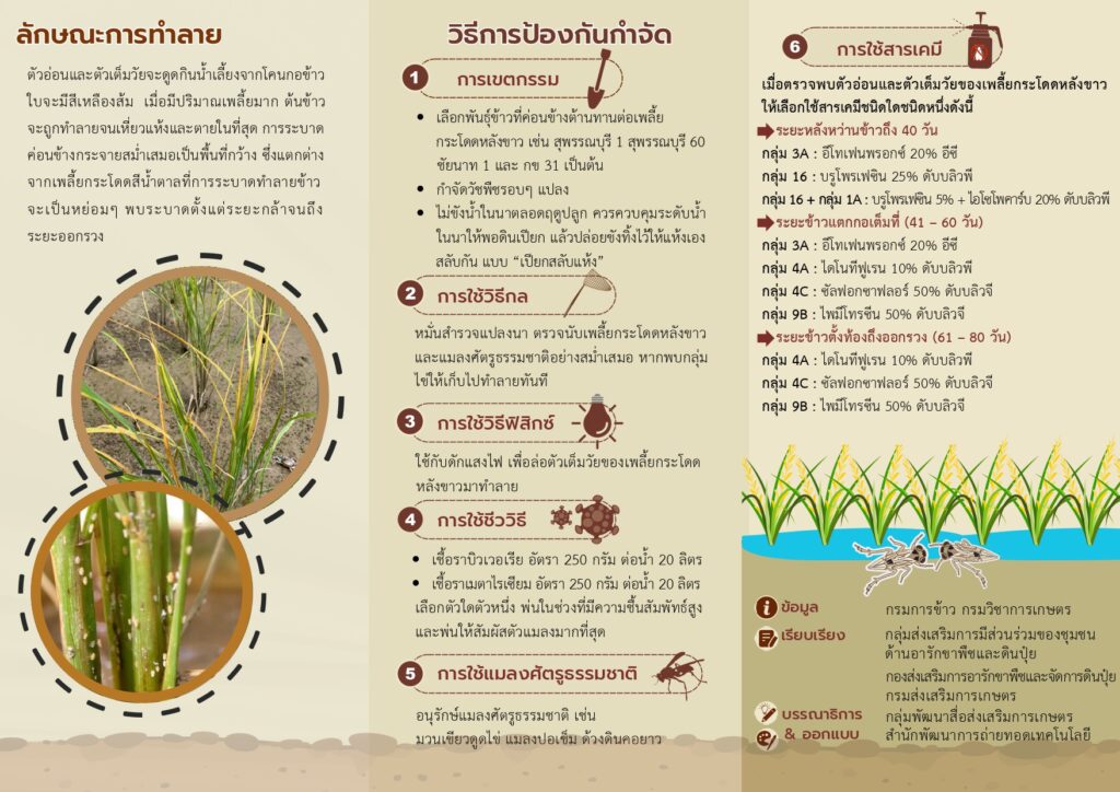 เพลี้ยกระโดดหลังขาว (แผ่นพับ)