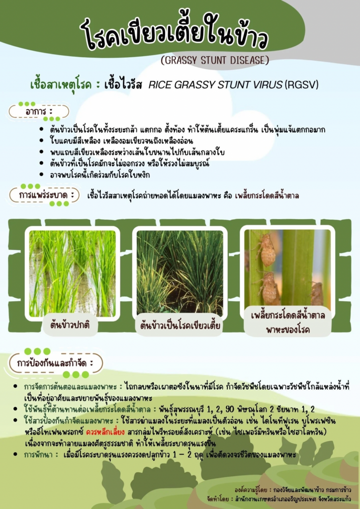 โรคเขียวเตี้ยในข้าว (GRASSY STUNT DISEASE) โรคเขียวเตี้ยในข้าว (GRASSY STUNT DISEASE)