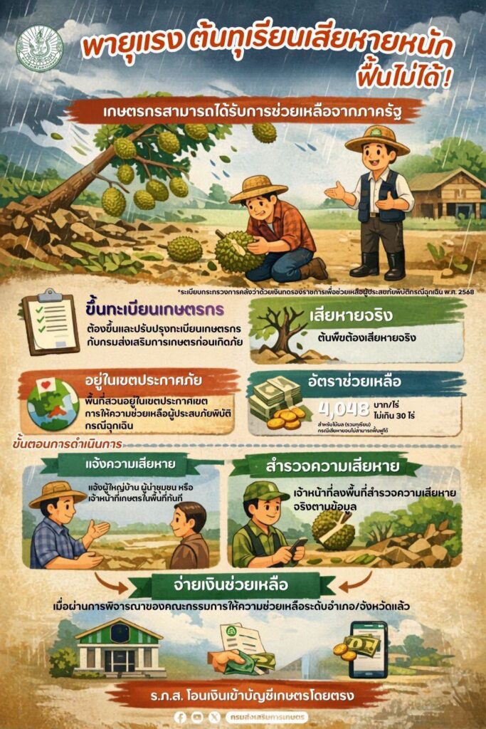 พายุแรง ต้นทุเรียนเสียหายหนัก ฟื้นไม่ได้ เกษตรกรสามารถได้รับการช่วยเหลือจากภาครัฐ พายุแรง ต้นทุเรียนเสียหายหนัก ฟื้นไม่ได้ เกษตรกรสามารถได้รับการช่วยเหลือจากภาครัฐ