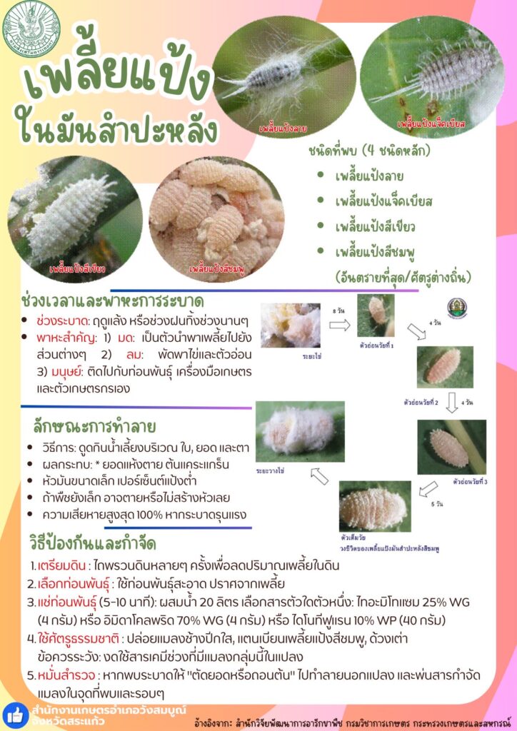 เพลี้ยแป้งในมันสำปะหลัง เพลี้ยแป้งในมันสำปะหลัง