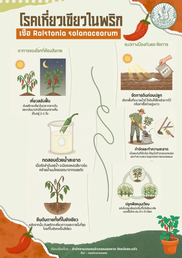 โรคเหี่ยวเขียวในพริก โรคเหี่ยวเขียวในพริก