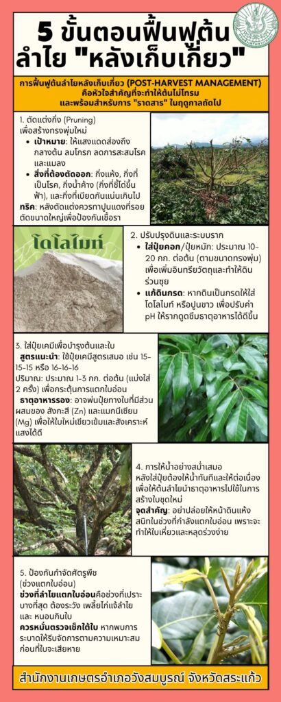 5 ขั้นตอนฟื้นฟูต้นลำไย “หลังเก็บเกี่ยว”