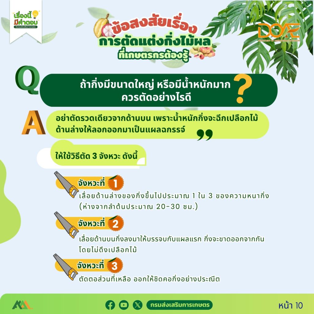 ข้อสงสัยการตัดแต่งกิ่งไม้ผลที่เกษตรกรต้องรู้