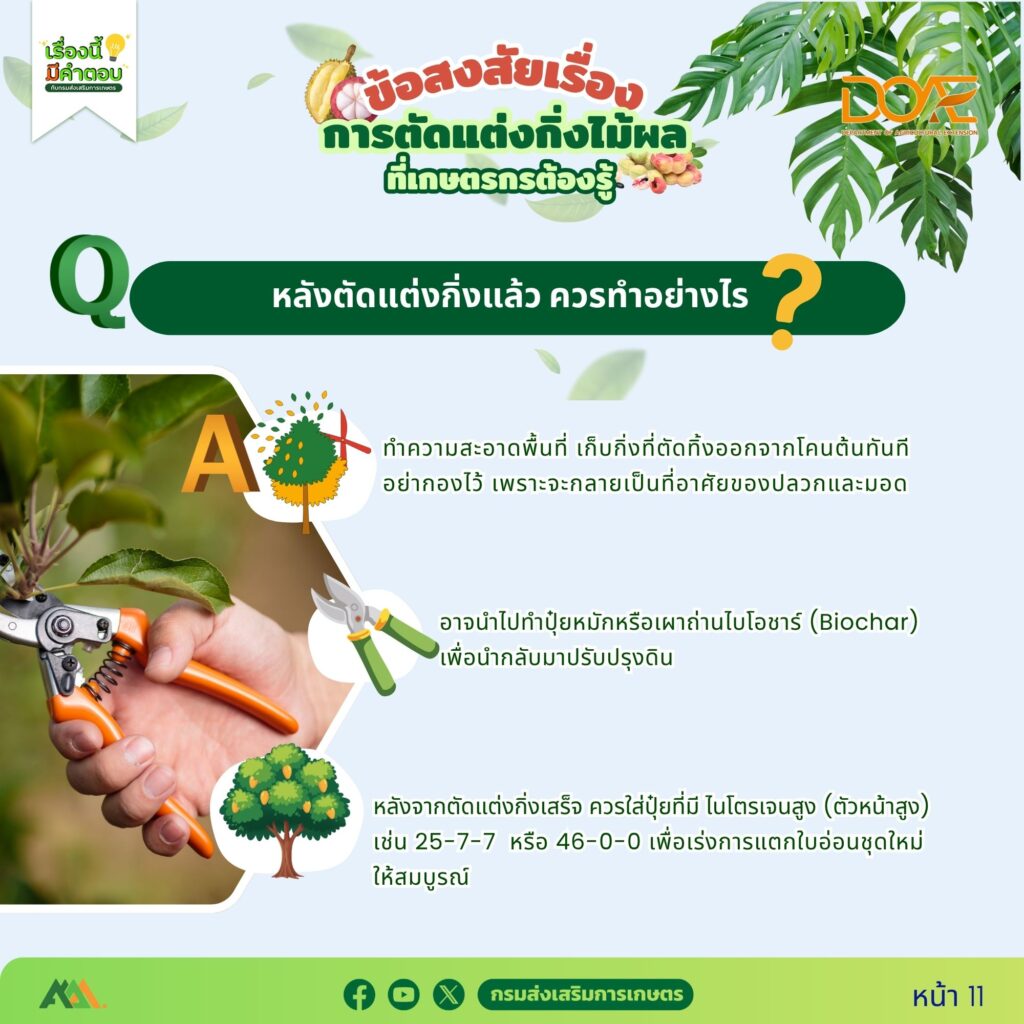 ข้อสงสัยการตัดแต่งกิ่งไม้ผลที่เกษตรกรต้องรู้