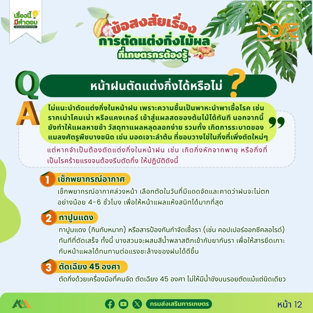 ข้อสงสัยการตัดแต่งกิ่งไม้ผลที่เกษตรกรต้องรู้