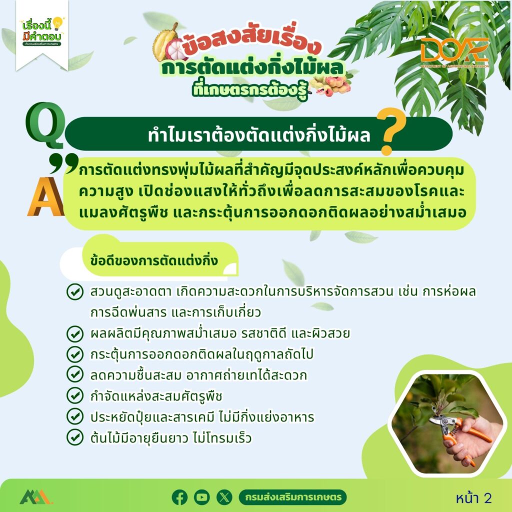ข้อสงสัยการตัดแต่งกิ่งไม้ผลที่เกษตรกรต้องรู้