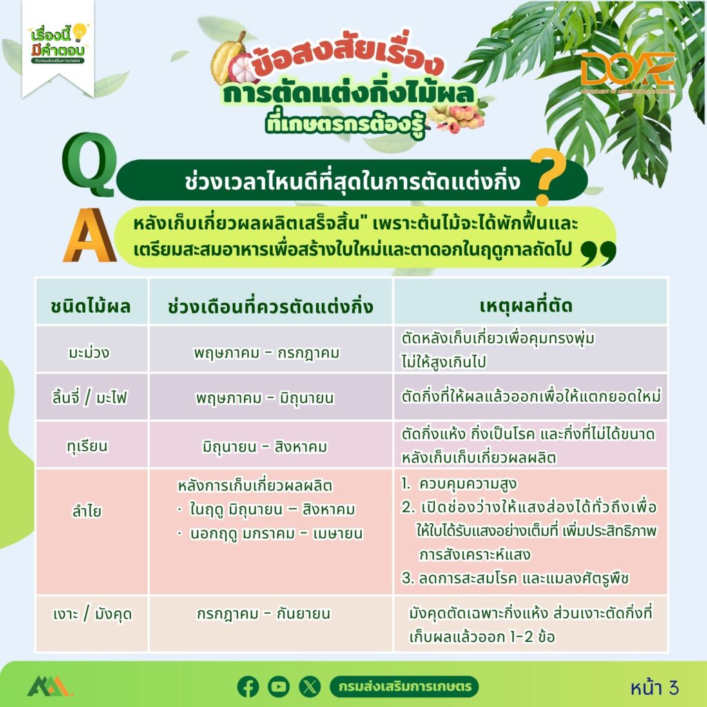 ข้อสงสัยการตัดแต่งกิ่งไม้ผลที่เกษตรกรต้องรู้