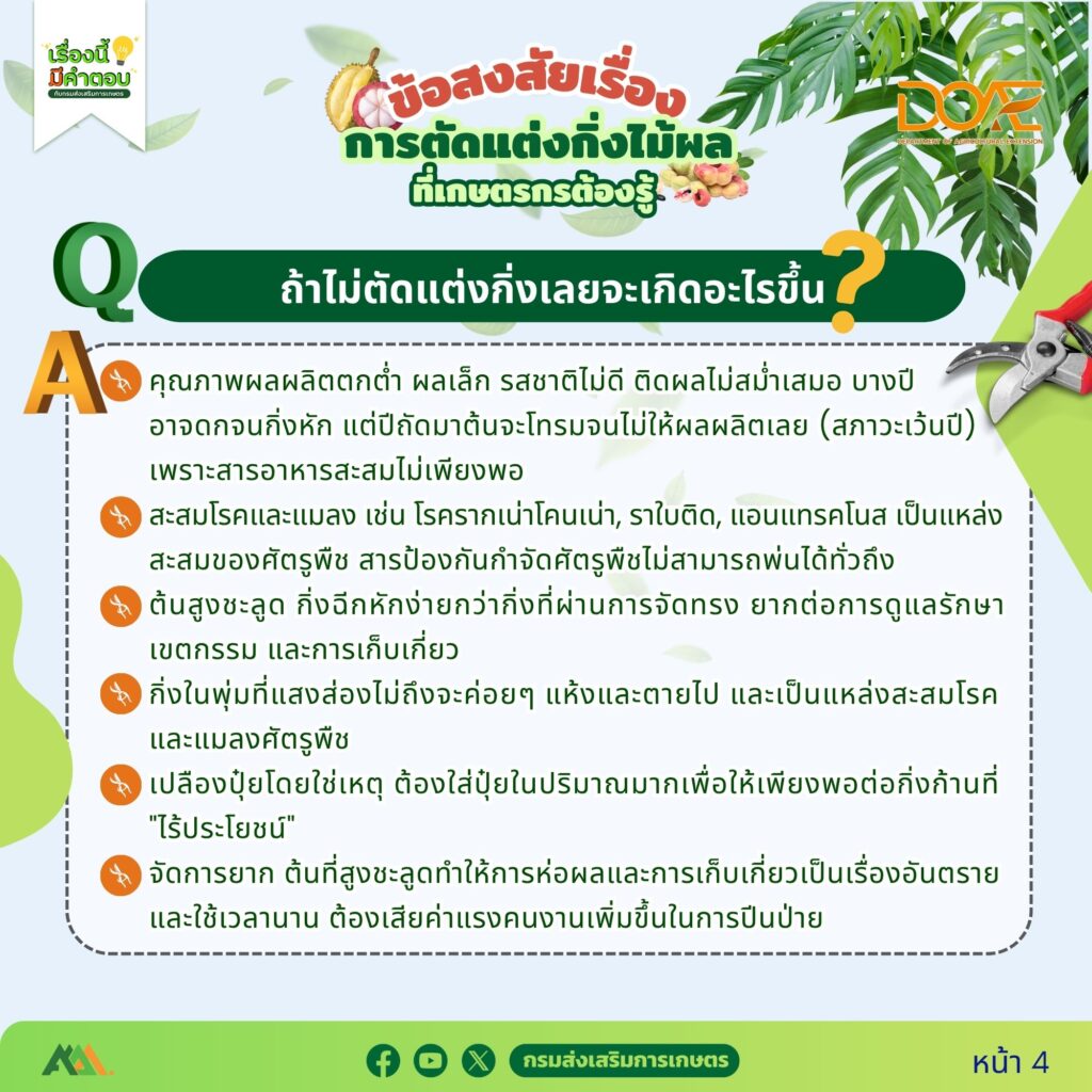 ข้อสงสัยการตัดแต่งกิ่งไม้ผลที่เกษตรกรต้องรู้