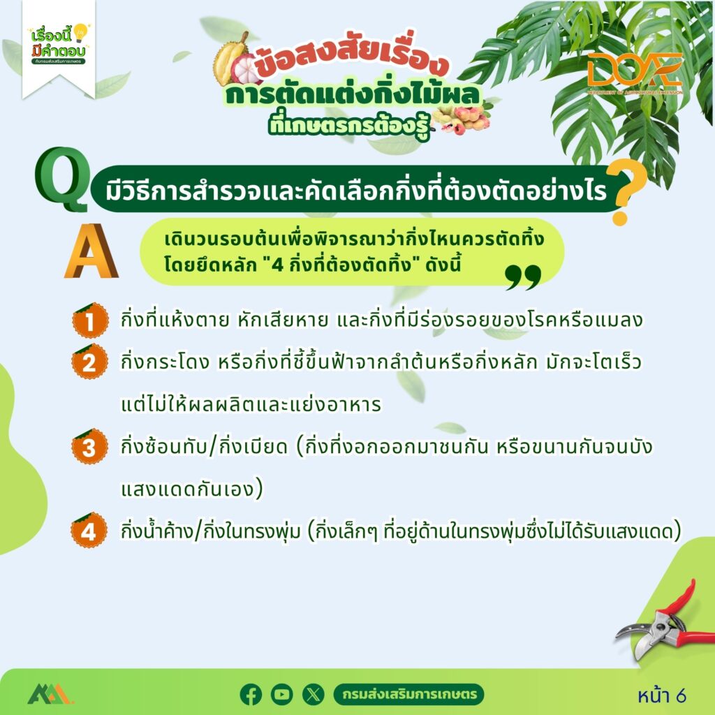 ข้อสงสัยการตัดแต่งกิ่งไม้ผลที่เกษตรกรต้องรู้