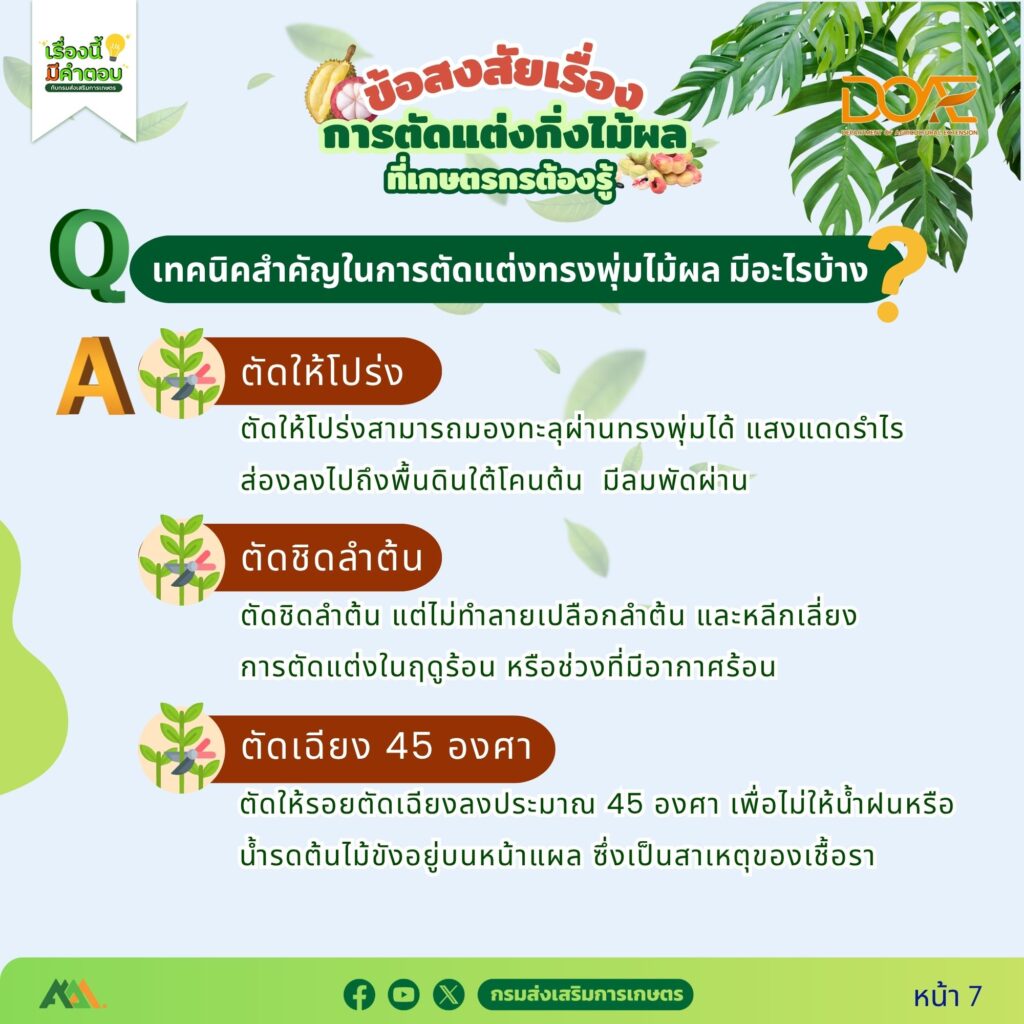 ข้อสงสัยการตัดแต่งกิ่งไม้ผลที่เกษตรกรต้องรู้