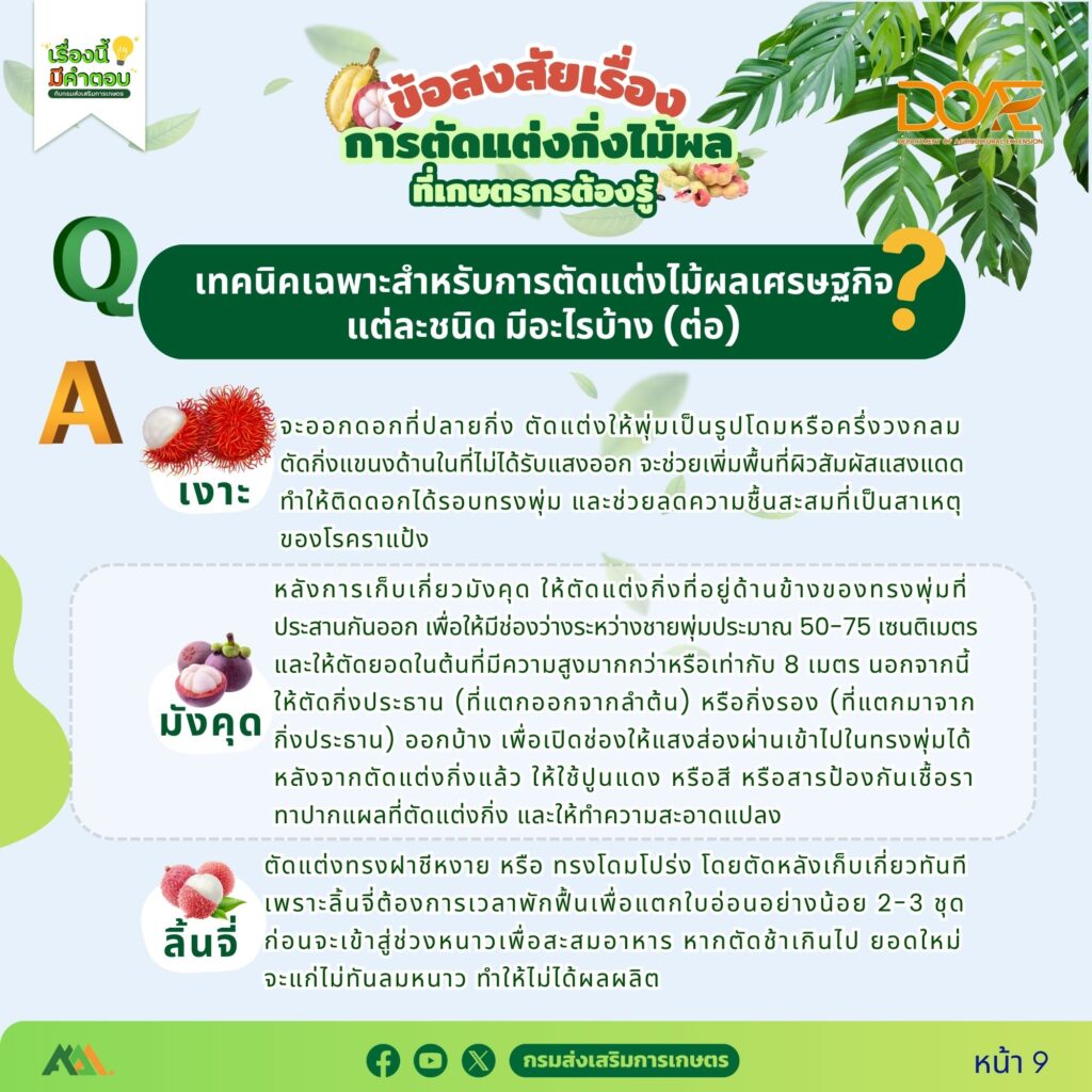 ข้อสงสัยการตัดแต่งกิ่งไม้ผลที่เกษตรกรต้องรู้