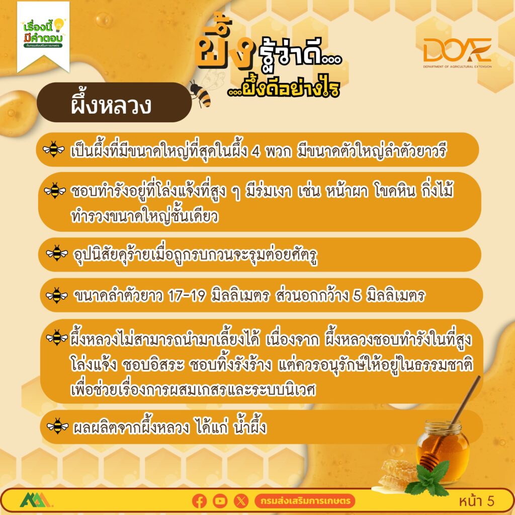 ผึ้งรู้ว่าดี…ผึ้งดีอย่างไร