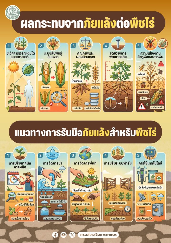 ผลกระทบจากภัยแล้งต่อพืชไร่