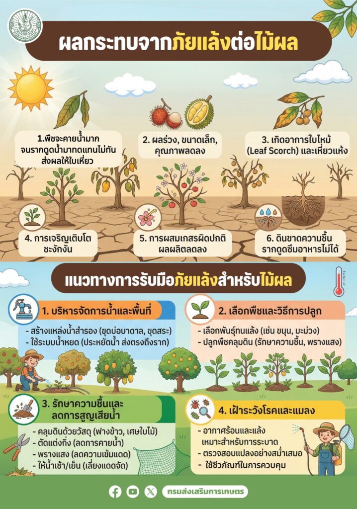 ผลกระทบจากภัยแล้งต่อไม้ผล