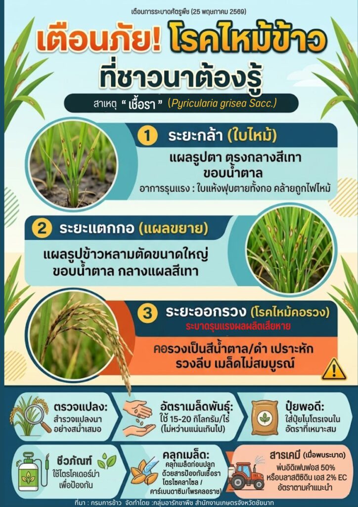 เตือนภัย! โรคไหม้ข้าวที่ชาวนาต้องรู้
