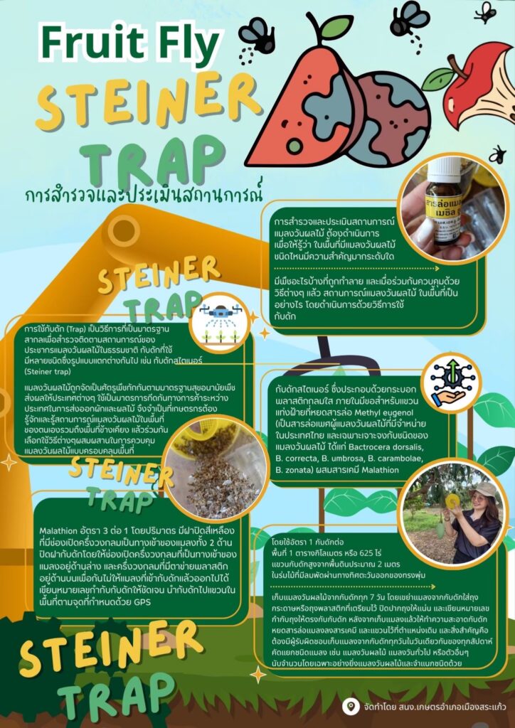 Fruit Fly Steiner Trap การสำรวจและประเมินสถานการณ์ Fruit Fly Steiner Trap การสำรวจและประเมินสถานการณ์