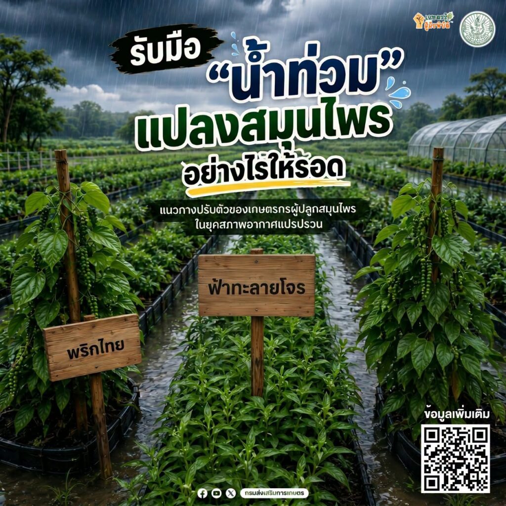 รับมือน้ำท่วมสมุนไพร รับมือน้ำท่วมสมุนไพร