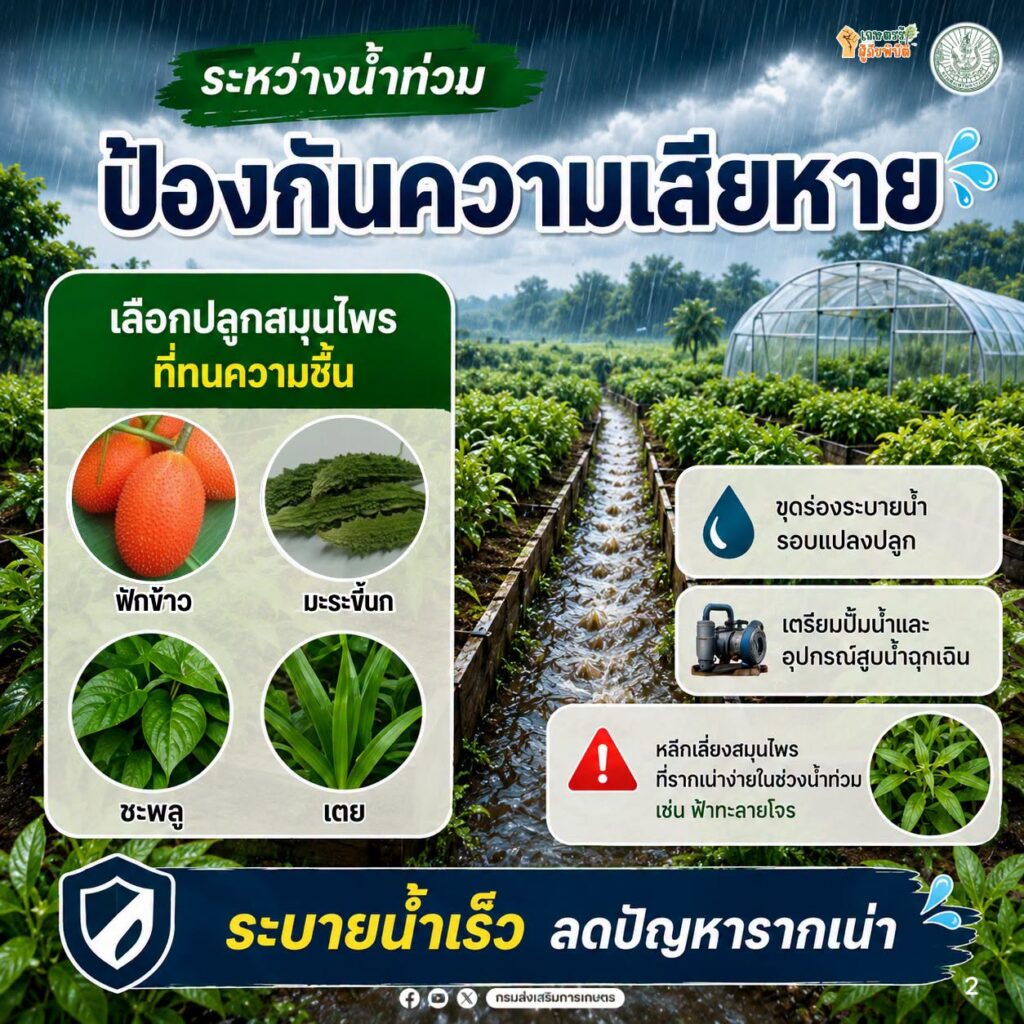 รับมือน้ำท่วมสมุนไพร รับมือน้ำท่วมสมุนไพร