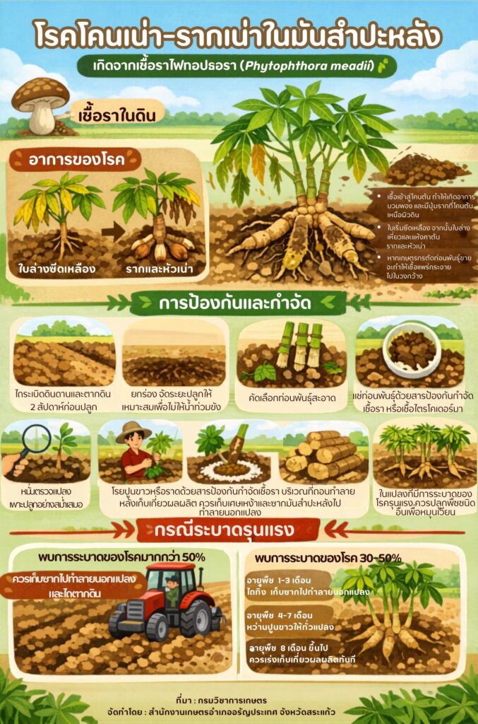 โรคโคนเน่า-รากเน่าในมันสำปะหลัง โรคโคนเน่า-รากเน่าในมันสำปะหลัง