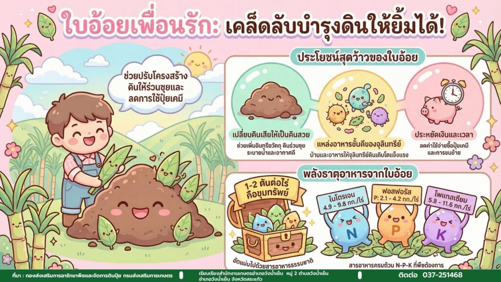 ใบอ้อยเพื่อนรัก : เคล็ดลับบำรุงดินให้ยิ้มได้ ใบอ้อยเพื่อนรัก : เคล็ดลับบำรุงดินให้ยิ้มได้