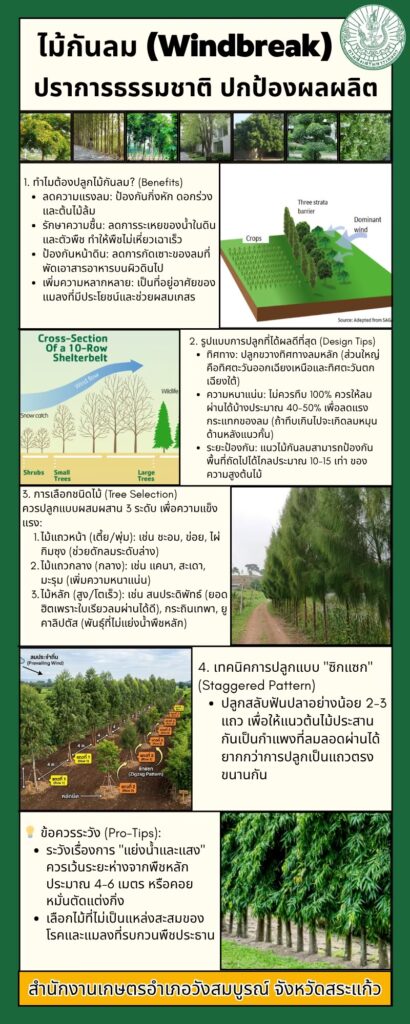 ไม้กันลม (Windbreak) ปราการธรรมชาติ ปกป้องผลผลิต