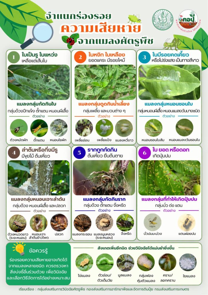 จำแนกร่องรอยความเสียหายจากแมลงศัตรูพืช จำแนกร่องรอยความเสียหายจากแมลงศัตรูพืช