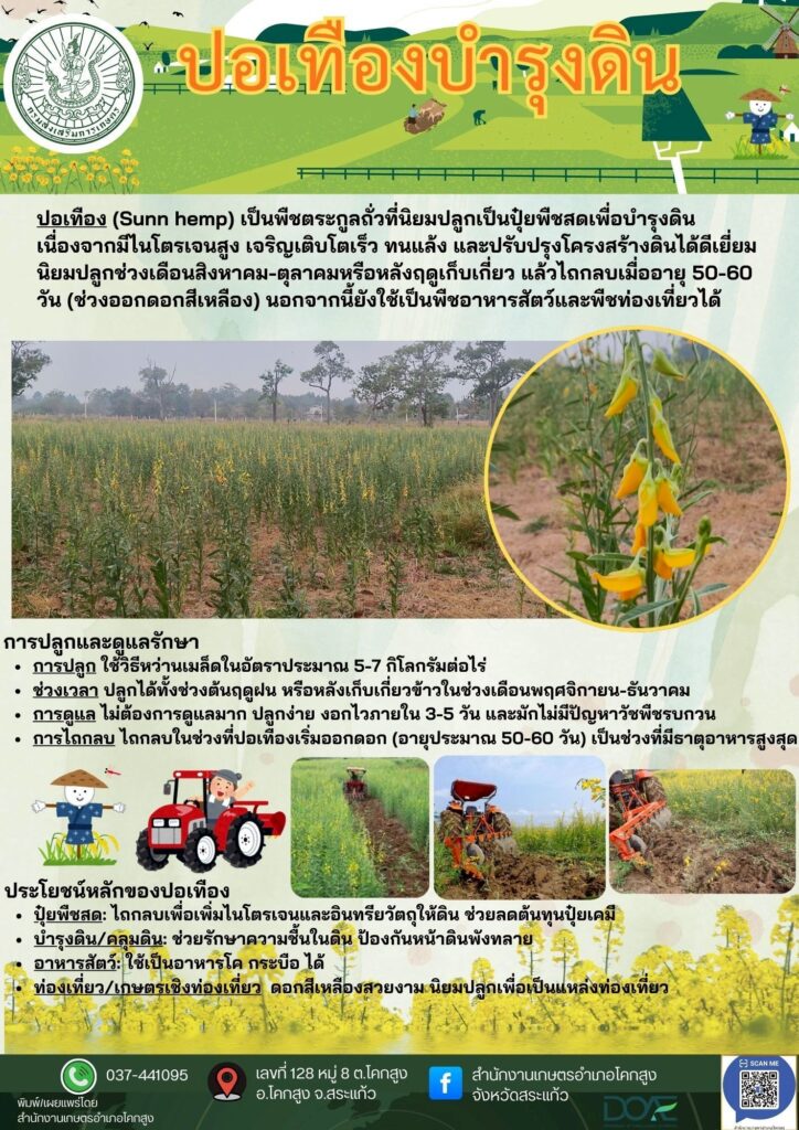 ปอเทืองบำรุงดิน ปอเทืองบำรุงดิน