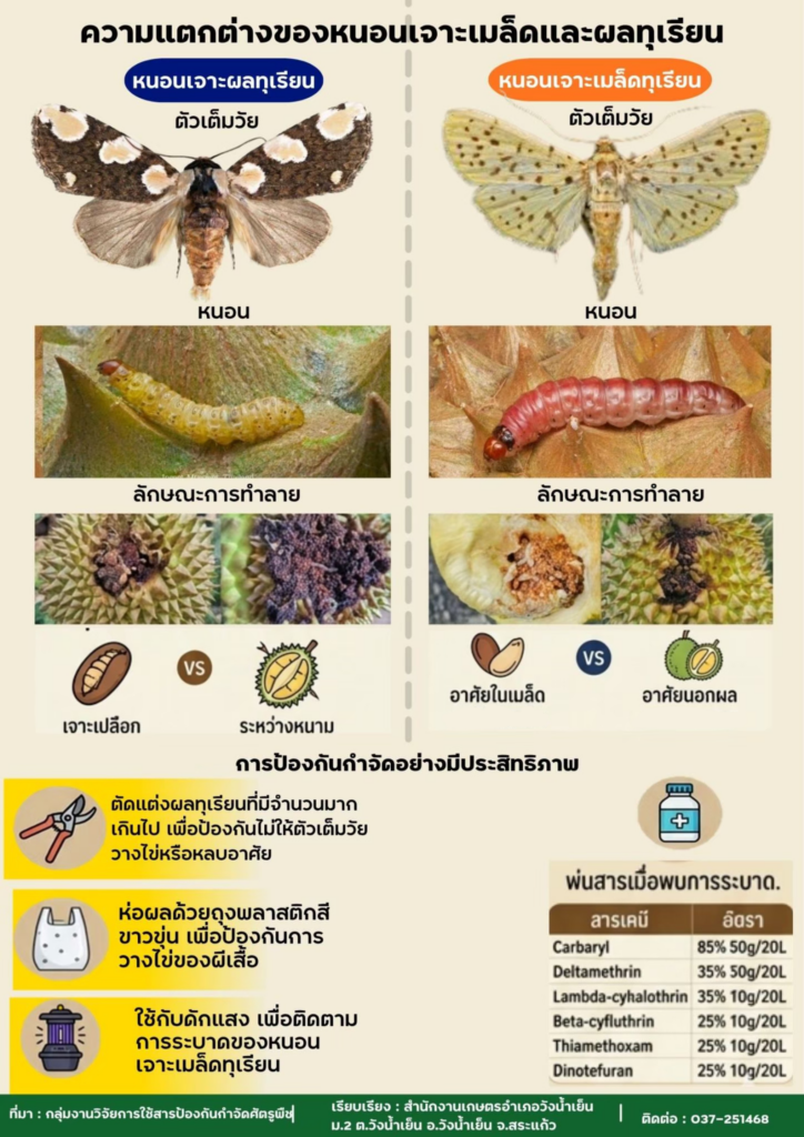 ความแตกต่างของหนอนเจาะเมล็ดและผลทุเรียน