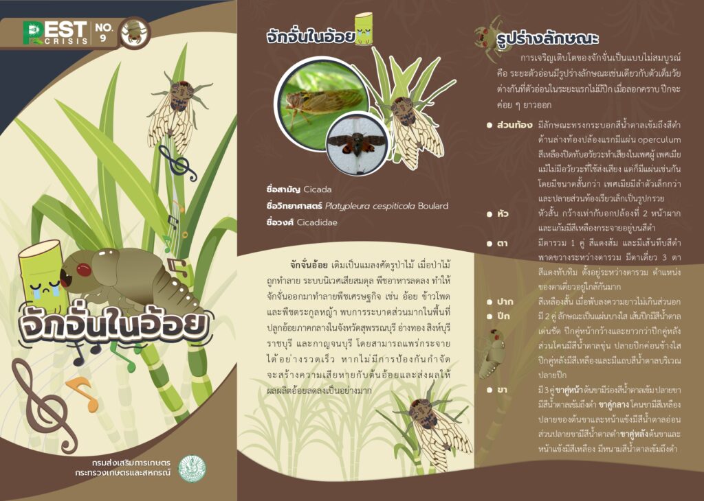 แผ่นพับ 9/2568 จักจั่นในอ้อย