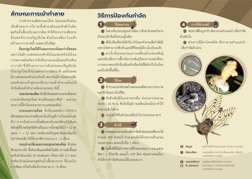 แผ่นพับ 9/2568 จักจั่นในอ้อย