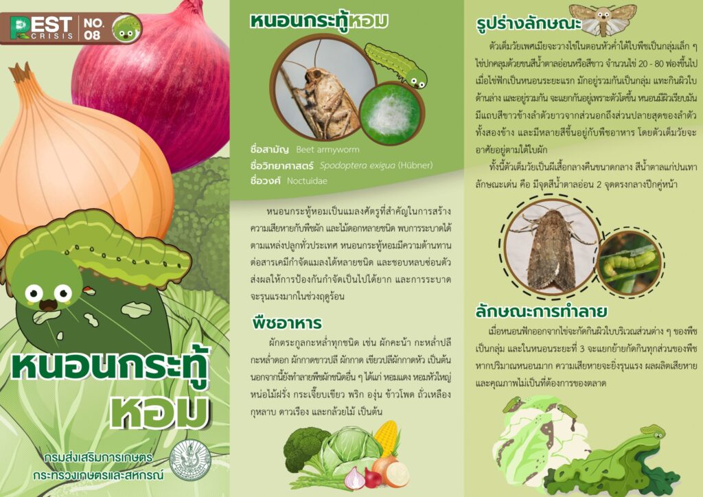 แผ่นพับที่ 8/2568 หนอนกระทู้หอม