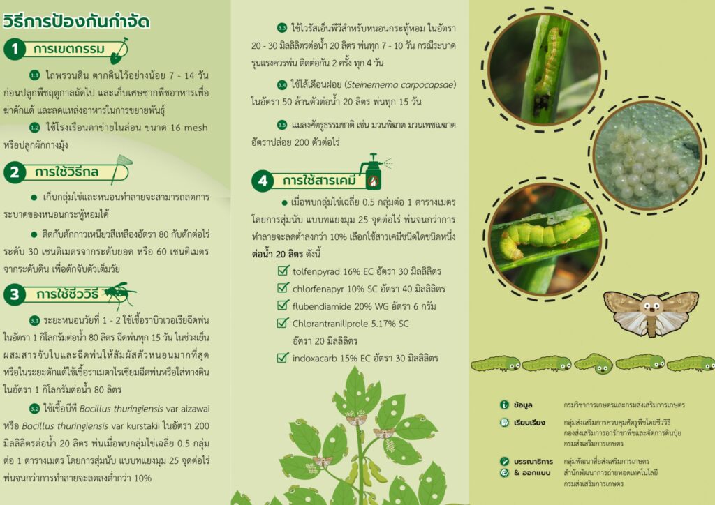 แผ่นพับที่ 8/2568 หนอนกระทู้หอม