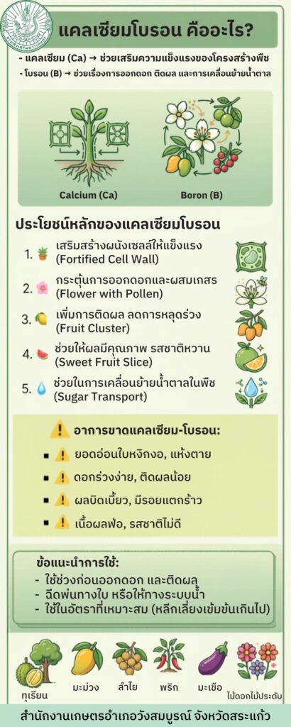แคลเซียมโบรอน คืออะไร? แคลเซียมโบรอน คืออะไร?