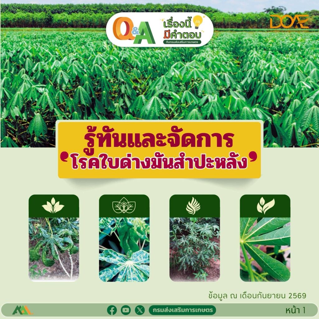 รู้ทันและจัดการ "โรคใบด่างมันสำปะหลัง"