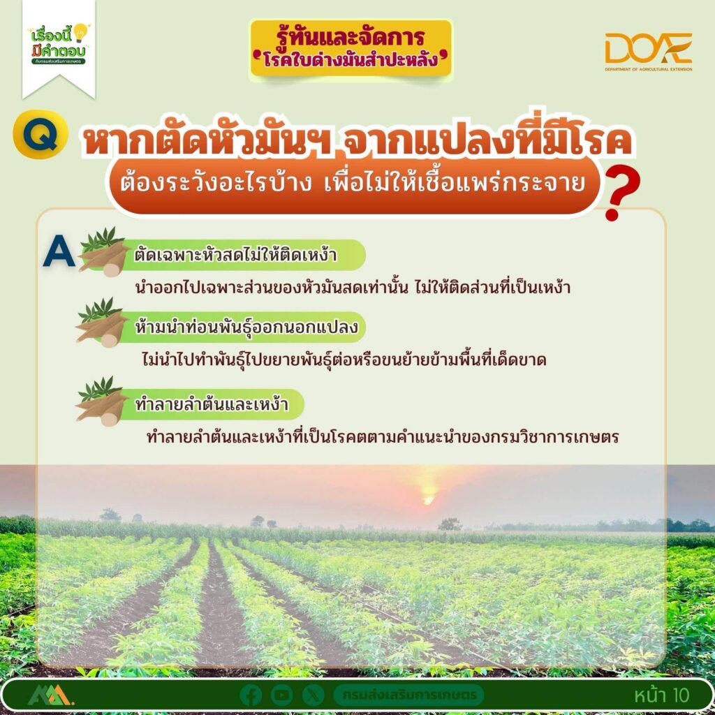รู้ทันและจัดการ "โรคใบด่างมันสำปะหลัง"