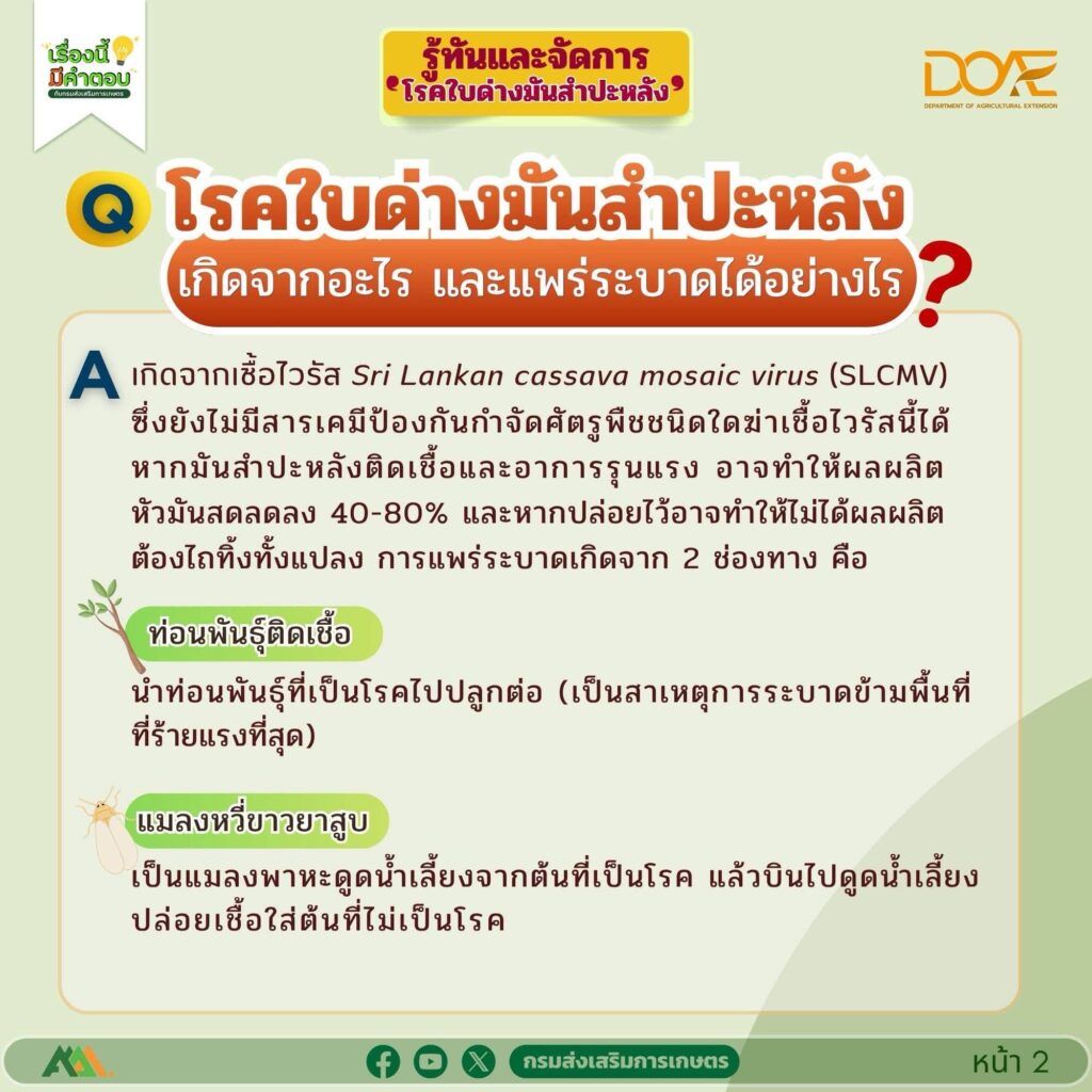 รู้ทันและจัดการ "โรคใบด่างมันสำปะหลัง"