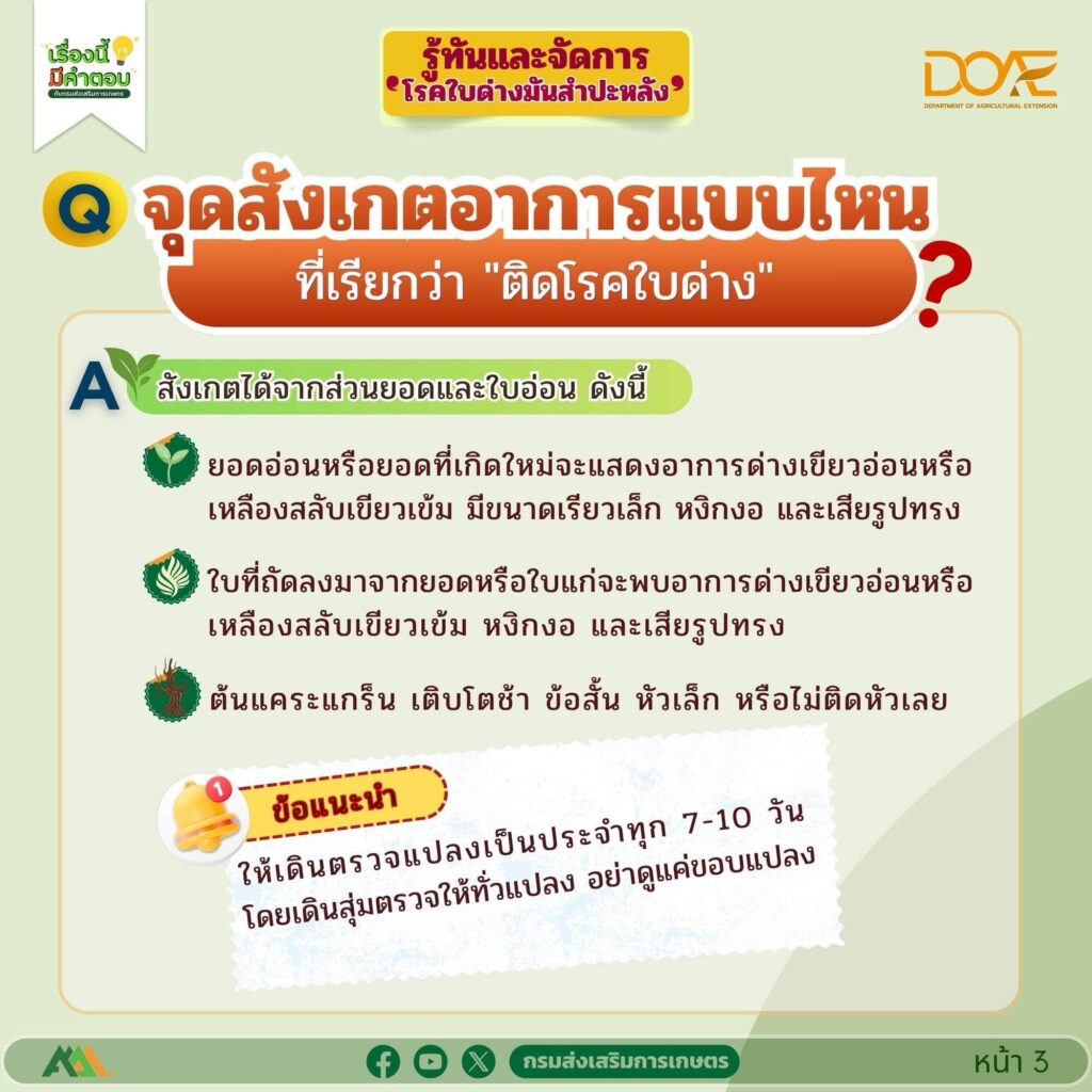 รู้ทันและจัดการ "โรคใบด่างมันสำปะหลัง"