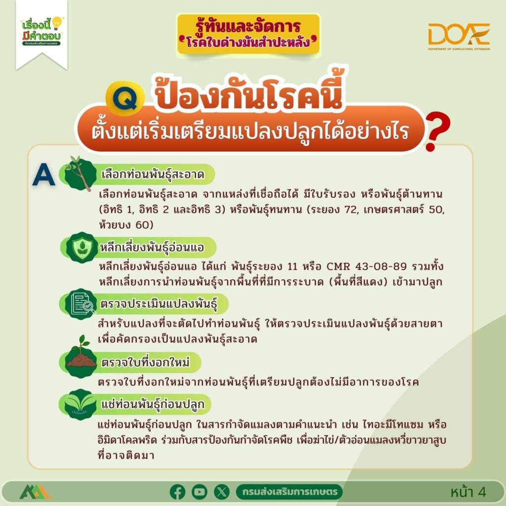 รู้ทันและจัดการ "โรคใบด่างมันสำปะหลัง"