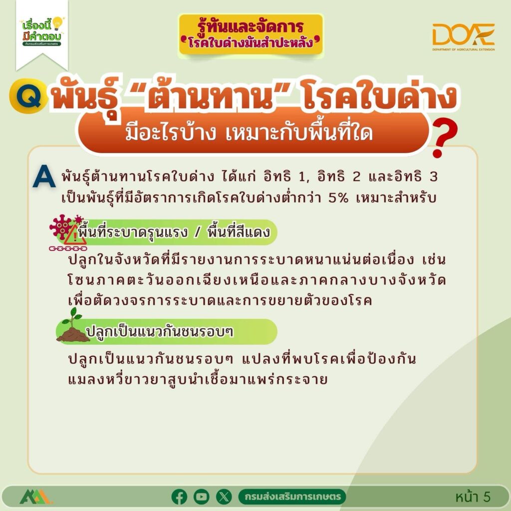 รู้ทันและจัดการ "โรคใบด่างมันสำปะหลัง"