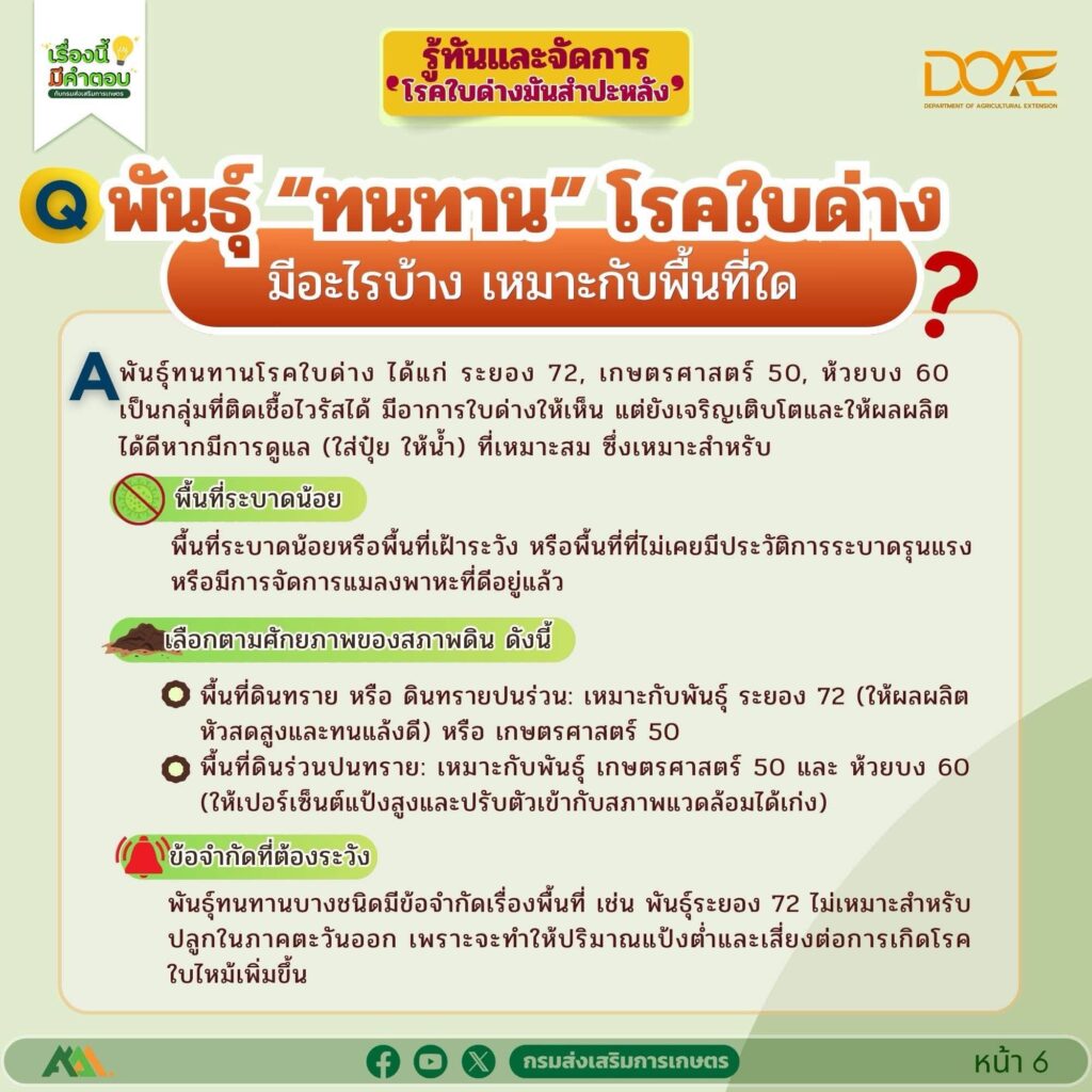 รู้ทันและจัดการ "โรคใบด่างมันสำปะหลัง"