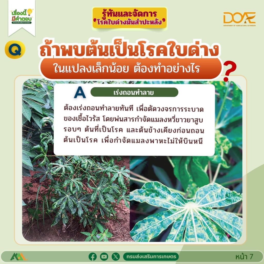 รู้ทันและจัดการ "โรคใบด่างมันสำปะหลัง"