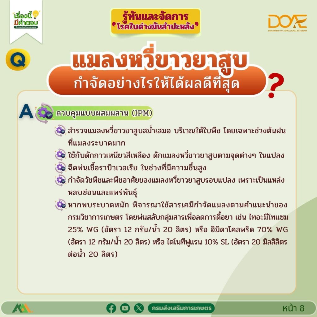 รู้ทันและจัดการ "โรคใบด่างมันสำปะหลัง"