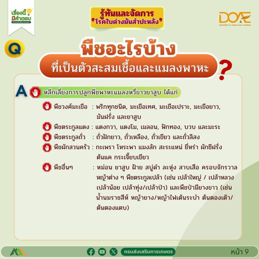รู้ทันและจัดการ "โรคใบด่างมันสำปะหลัง"