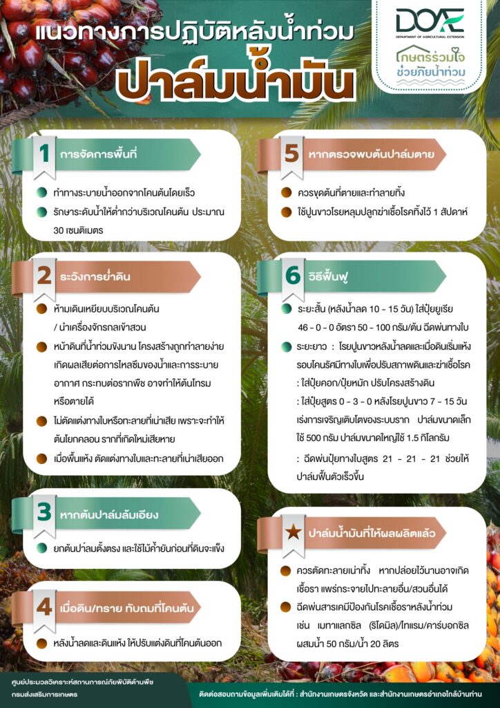 แนวทางการปฏิบัติหลังน้ำท่วม : ปาล์มน้ำมัน